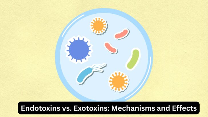 Endotoxins vs. Exotoxins: Mechanisms and Effects