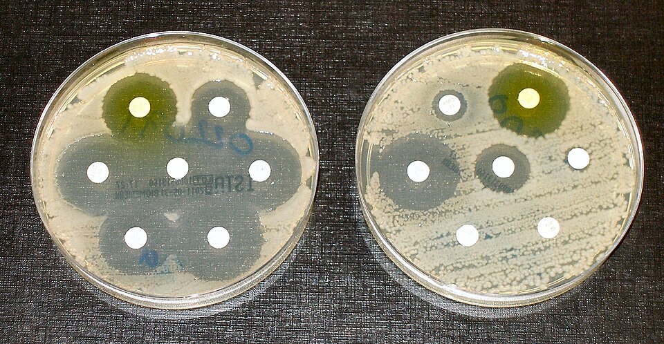 Antibiotic sensitivity and resistance