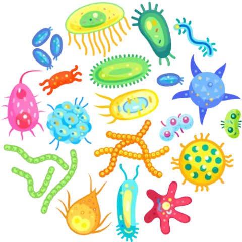 Bacteria in Fermentation: Food and Industrial Uses