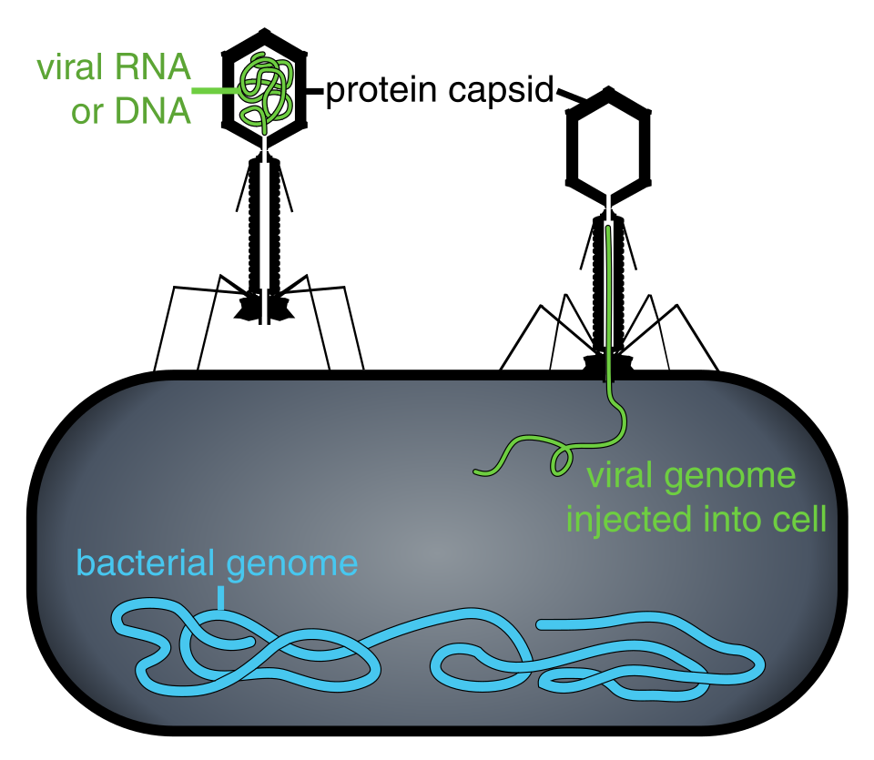 Bacteriophages infecting bacterial cells
