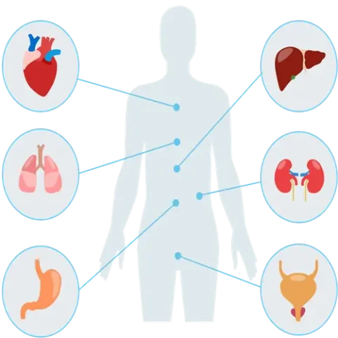 Pain: Somatic, Visceral and Referred