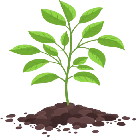 Gas Exchange In Flowering Plants