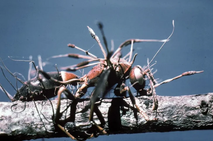 Cordyceps