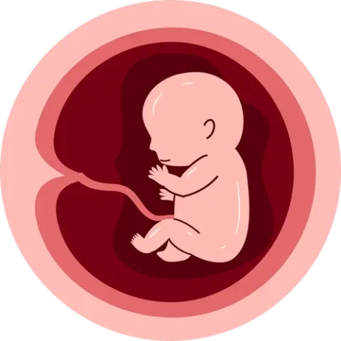 Extra-embryonic Membranes