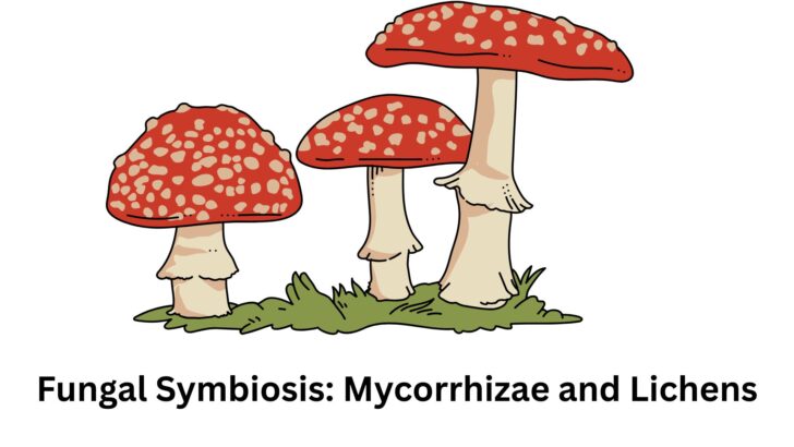 Fungal Symbiosis: Mycorrhizae and Lichens
