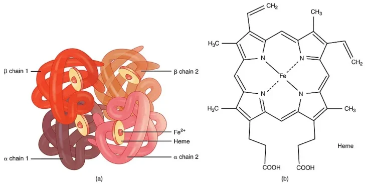 Hemoglobin