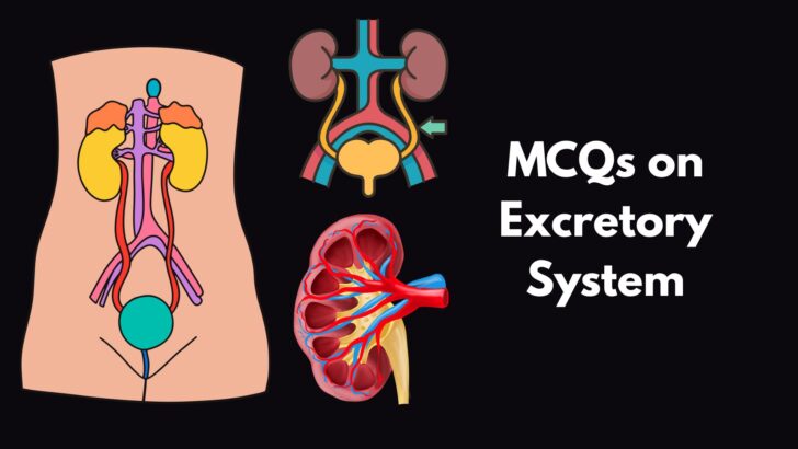 MCQ on Excretory System