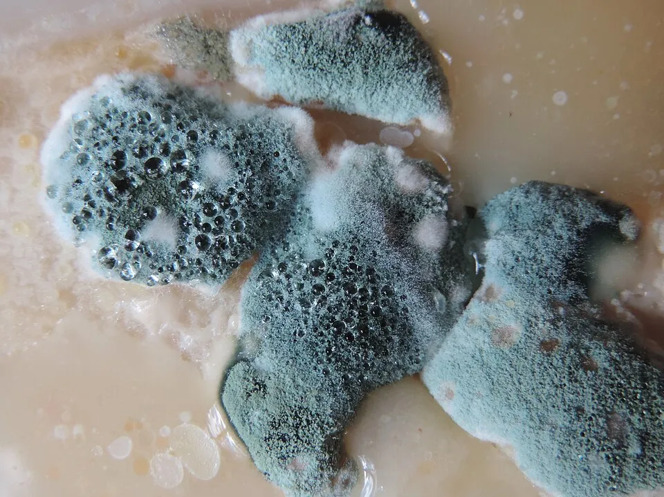 Molds