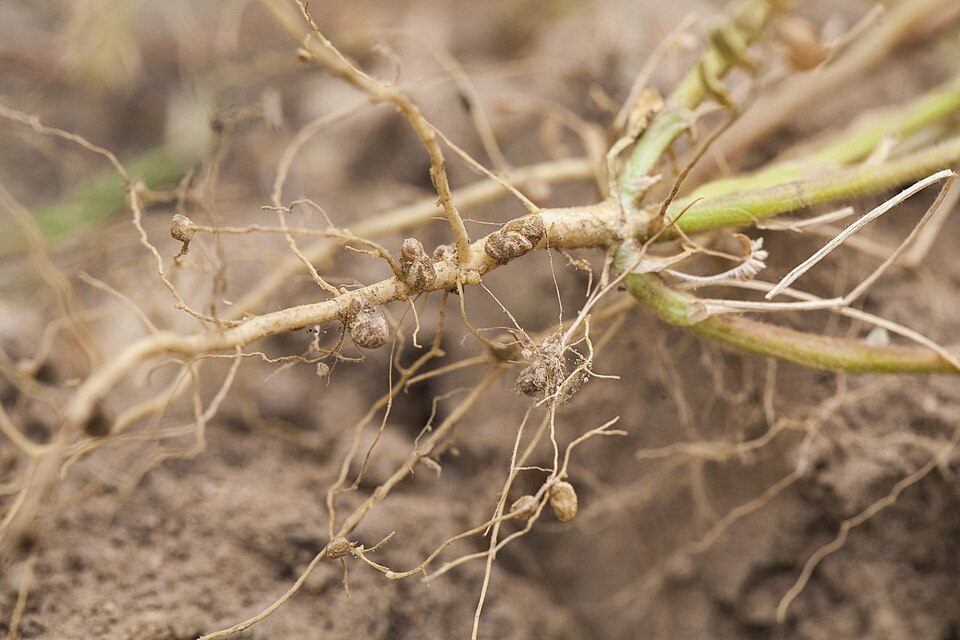 Nitrogen-fixing bacteria (Rhizobium) and leguminous plants