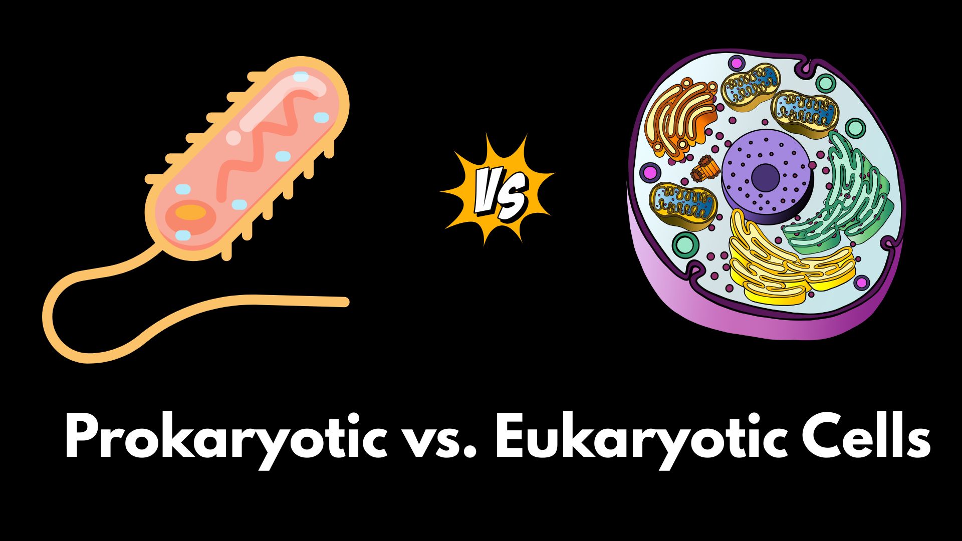 Prokaryotic vs. Eukaryotic Cells