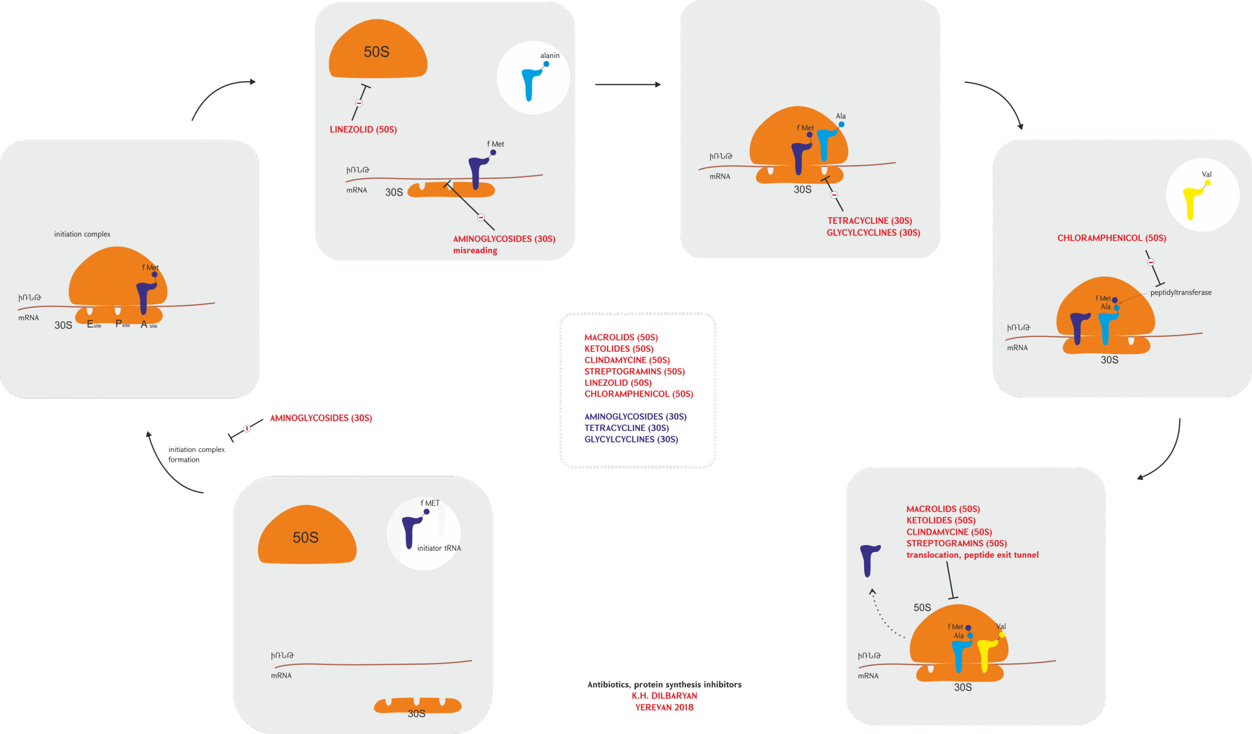 Protein synthesis inhibitors