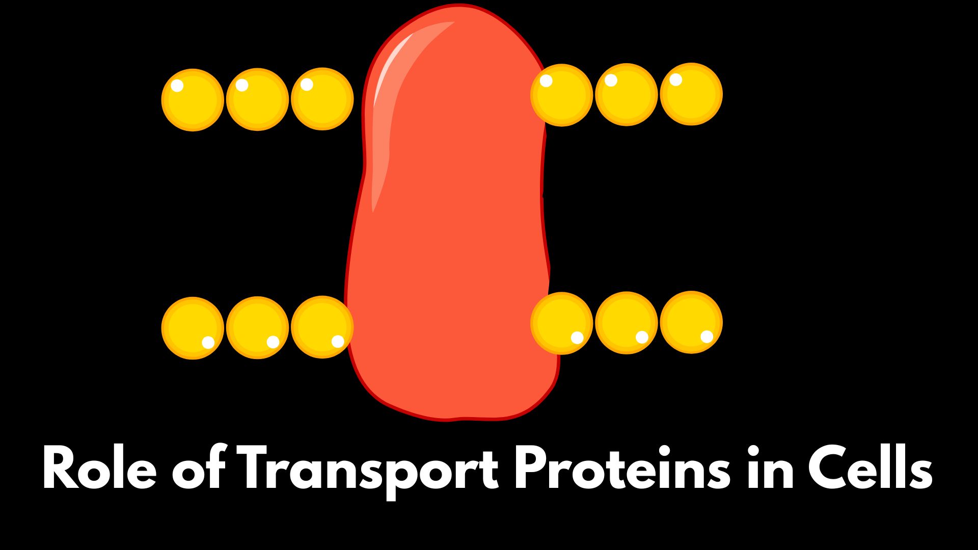Role of Transport Proteins in Cells