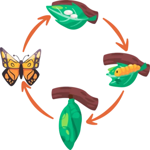 Silkworm Diseases