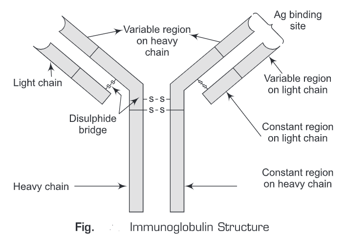 immunoglobulins