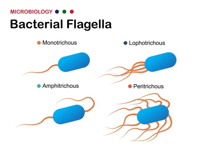 Difference Between Monotrichous, Amphitrichous, and Lophotrichous Flagella